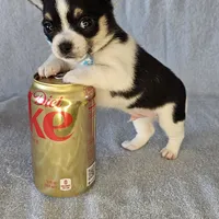 Chunky the chihuahua, a male Chihuahua for sale in Oostburg, WI – Photo 2 of 7