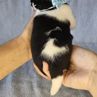 Chunky the chihuahua, a male Chihuahua for sale in Oostburg, WI – Photo 3 of 7