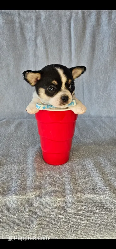 Chunky the chihuahua