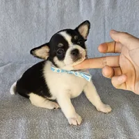 Chunky the chihuahua, a male Chihuahua for sale in Oostburg, WI – Photo 6 of 7