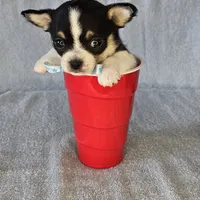 Chunky the chihuahua, a male Chihuahua for sale in Oostburg, WI – Photo 7 of 7