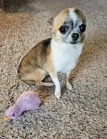 Dex, a male Chihuahua for sale in Oostburg, WI – 3 of 9