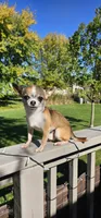 Dex, a male Chihuahua for sale in Oostburg, WI – 8 of 9
