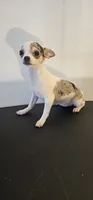 Patches, a female Chihuahua for sale in Oostburg, WI – 4 of 4