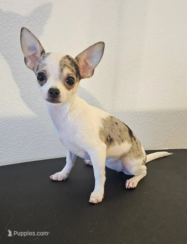 Patches – Chihuahua puppy on hold in Oostburg, WI
