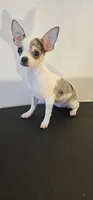 Patches, a female Chihuahua for sale in Oostburg, WI – 2 of 4