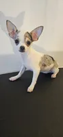 Patches, a female Chihuahua for sale in Oostburg, WI – 3 of 4