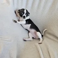 Sweetie the sweet chihuahua, a female Chihuahua for sale in Oostburg, WI – Photo 4 of 9