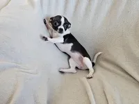 Sweetie, a female Chihuahua for sale in Oostburg, WI – Photo 4 of 9