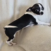 Sweetie the sweet chihuahua, a female Chihuahua for sale in Oostburg, WI – Photo 6 of 9