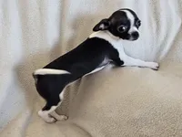 Sweetie, a female Chihuahua for sale in Oostburg, WI – Photo 6 of 9