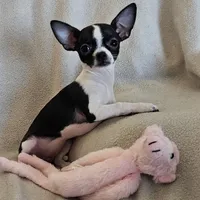 Sweetie the sweet chihuahua, a female Chihuahua for sale in Oostburg, WI – Photo 1 of 9