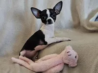 Sweetie, a female Chihuahua for sale in Oostburg, WI – Photo 1 of 9