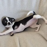 Sweetie the sweet chihuahua, a female Chihuahua for sale in Oostburg, WI – Photo 8 of 9