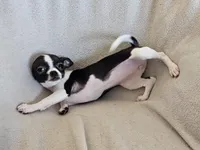 Sweetie, a female Chihuahua for sale in Oostburg, WI – Photo 8 of 9