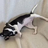 Sweetie the sweet chihuahua, a female Chihuahua for sale in Oostburg, WI – Photo 7 of 9