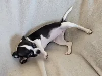 Sweetie, a female Chihuahua for sale in Oostburg, WI – Photo 7 of 9