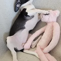 Sweetie the sweet chihuahua, a female Chihuahua for sale in Oostburg, WI – Photo 9 of 9