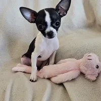 Sweetie the sweet chihuahua, a female Chihuahua for sale in Oostburg, WI – Photo 5 of 9