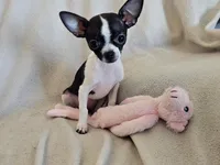 Sweetie, a female Chihuahua for sale in Oostburg, WI – Photo 5 of 9