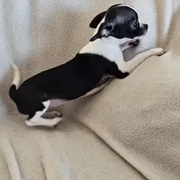 Sweetie the sweet chihuahua, a female Chihuahua for sale in Oostburg, WI – Photo 3 of 9