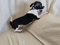 Sweetie, a female Chihuahua for sale in Oostburg, WI – Photo 3 of 9