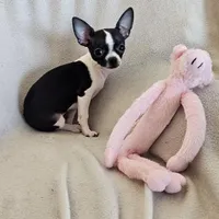 Sweetie the sweet chihuahua, a female Chihuahua for sale in Oostburg, WI – Photo 2 of 9