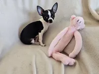 Sweetie, a female Chihuahua for sale in Oostburg, WI – Photo 2 of 9