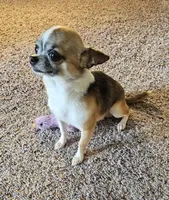 Dex, a male Chihuahua for sale in Oostburg, WI – 1 of 9
