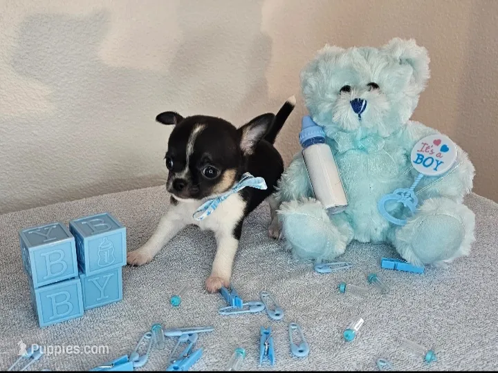 Anttony – Chihuahua puppy for sale in Oostburg, WI