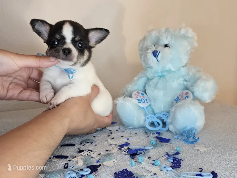 Simon – Chihuahua puppy for sale in Oostburg, WI