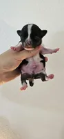 Theodore, a male Chihuahua for sale in Oostburg, WI – 2 of 3