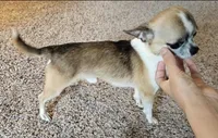 Dex, a male Chihuahua for sale in Oostburg, WI – 2 of 9