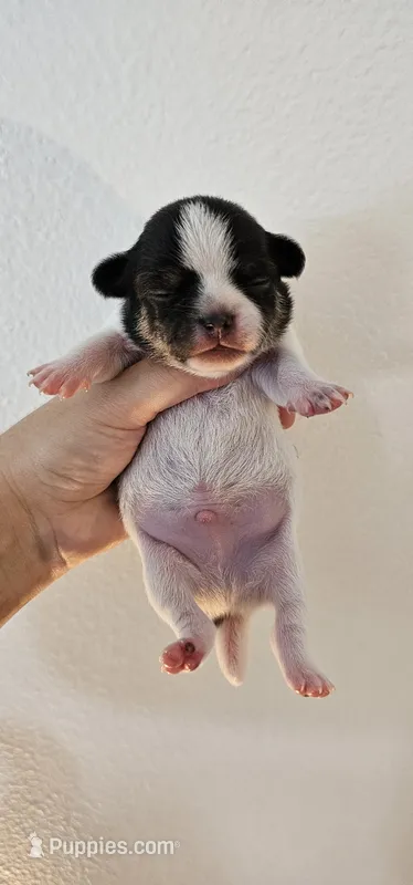 Simon – Chihuahua puppy for sale in Oostburg, WI