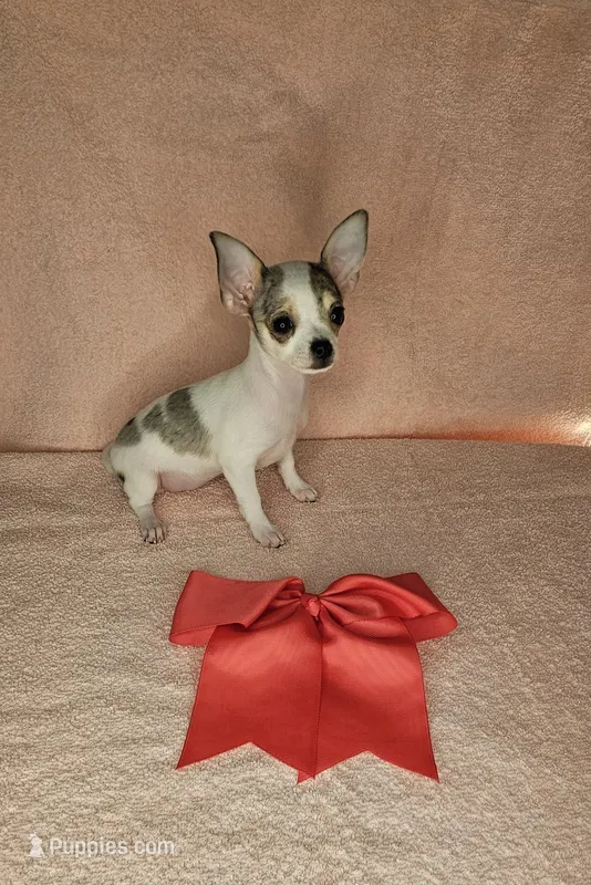 Patches the chihuahua