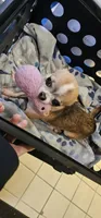 Dexy, a male Chihuahua for sale in Oostburg, WI – 10 of 10