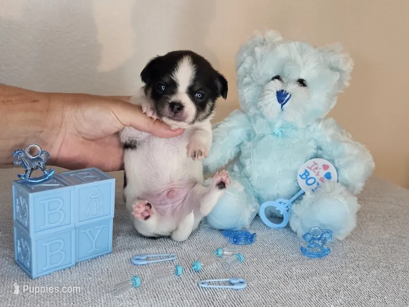 Simon – Chihuahua puppy for sale in Oostburg, WI