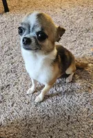 Dex, a male Chihuahua for sale in Oostburg, WI – 4 of 9