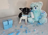 Anttony, a male Chihuahua for sale in Oostburg, WI – 2 of 4