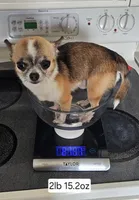 Dex, a male Chihuahua for sale in Oostburg, WI – 5 of 9