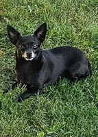 Coco, a female Chihuahua for sale in Oostburg, WI – Photo 2 of 7