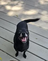 Coco, a female Chihuahua for sale in Oostburg, WI – Photo 3 of 7