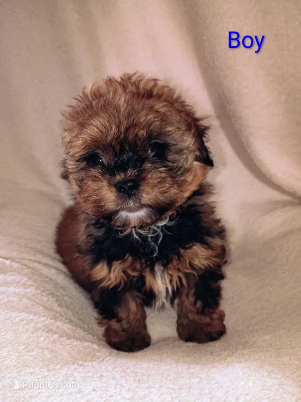 Buzz – Shihpoo puppy for sale in Lansing, MI