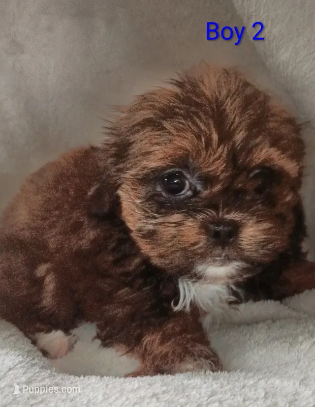 Barney  – Shihpoo puppy for sale in Lansing, MI
