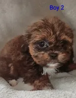 Barney , a male Shihpoo for sale in Lansing, MI – 1 of 1