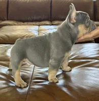 Teddy, a male French Bulldog for sale in Roseville, CA – 2 of 8