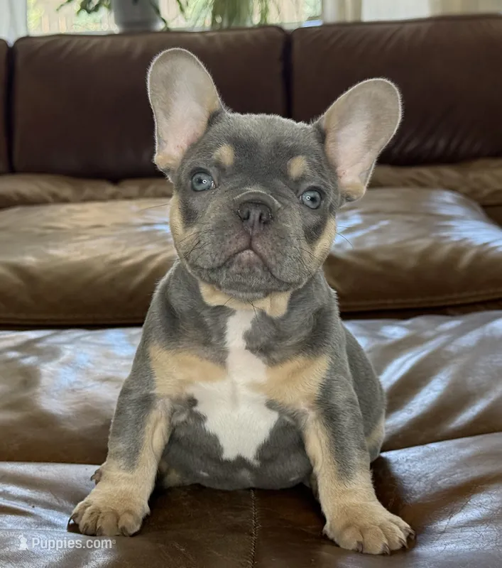 Teddy – French Bulldog puppy for sale in Roseville, CA