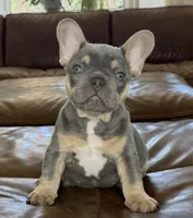 Teddy, a male French Bulldog for sale in Roseville, CA – 1 of 8