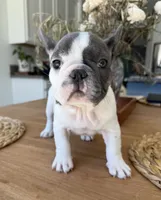 Gregory , a male French Bulldog for sale in Roseville, CA – 3 of 8