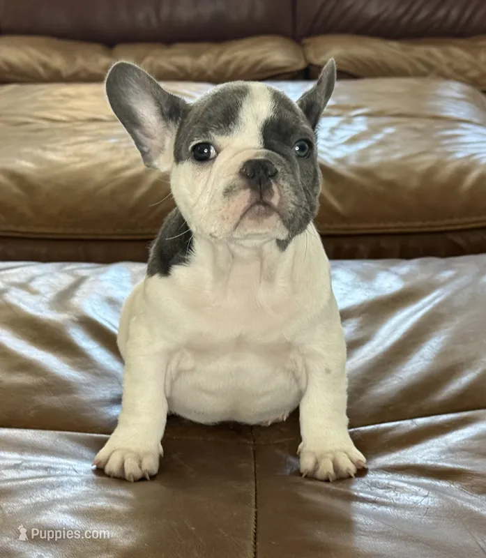 Gregory  – French Bulldog puppy for sale in Roseville, CA